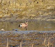 Picture/image of American Wigeon