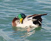 Picture/image of Mallard