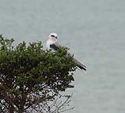 Picture/image of White-tailed Kite