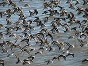Picture/image of Western Sandpiper