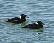 Picture/image of Surf Scoter