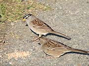 Picture/image of White-crowned Sparrow