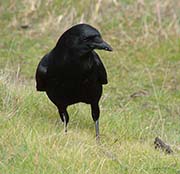 Picture/image of American Crow