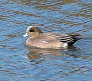 Picture/image of American Wigeon