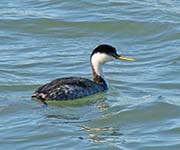 Picture/image of Western Grebe