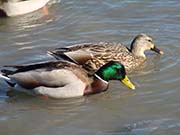 Picture/image of Mallard