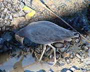Picture/image of Willet