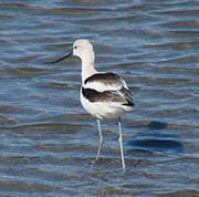 Picture/image of American Avocet