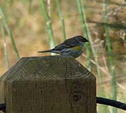 Picture/image of Yellow-rumped Myrtle Warbler