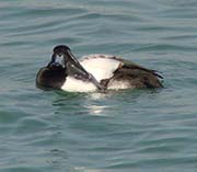 Picture/image of Greater Scaup