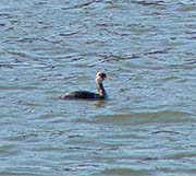 Picture/image of Red-necked Grebe