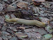 Picture/image of Just for Fun