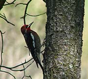 Picture/image of Red-breasted Sapsucker