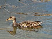 Picture/image of Mallard