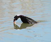 Picture/image of Surf Scoter