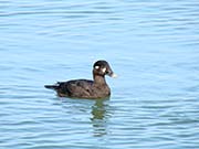 Picture/image of Surf Scoter