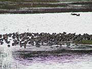 Picture/image of Dunlin