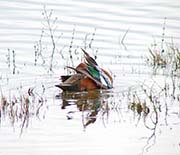 Picture/image of Cinnamon Teal