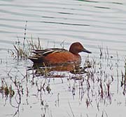 Picture/image of Cinnamon Teal