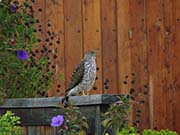 Picture/image of Sharp-shinned Hawk