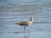 Picture/image of Willet