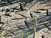 Picture/image of Ridgway's Rail