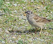 Picture/image of White-crowned Sparrow