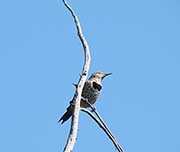 Picture/image of Northern Flicker