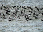 Picture/image of Surf Scoter