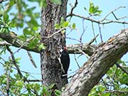 Picture/image of Acorn Woodpecker