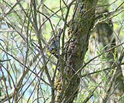 Picture/image of Yellow-rumped Audubon Warbler