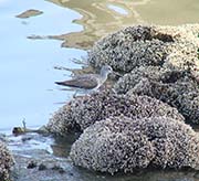 Picture/image of Greater Yellowlegs