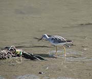 Picture/image of Greater Yellowlegs