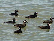 Picture/image of Surf Scoter