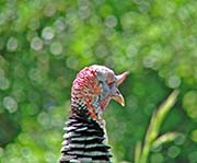 Picture/image of Wild Turkey