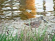 Picture/image of Short-billed Dowitcher
