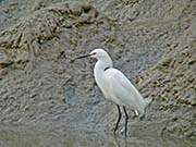 Picture/image of Snowy Egret