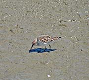 Picture/image of Least Sandpiper