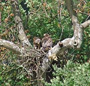 Picture/image of Red-shouldered Hawk