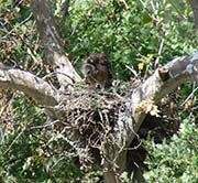 Picture/image of Red-shouldered Hawk