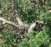 Picture/image of Red-shouldered Hawk