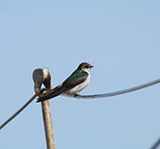 Picture/image of Violet-green Swallow