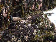 Picture/image of Black Oystercatcher