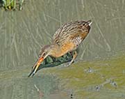 Picture/image of Ridgway's Rail