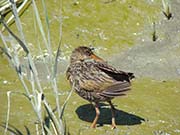 Picture/image of Ridgway's Rail