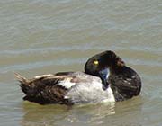 Picture/image of Greater Scaup