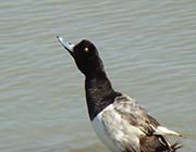Picture/image of Greater Scaup