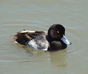 Picture/image of Greater Scaup