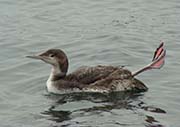 Picture/image of Common Loon