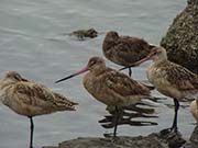 Picture/image of Marbled Godwit